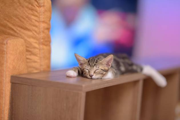 Котята во сне проводят до 16-20 часов в сутки