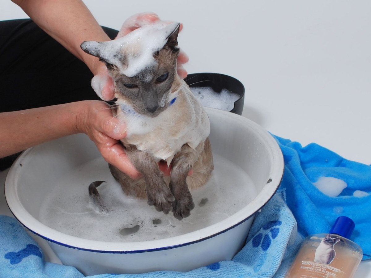 Как правильно и безболезненно вымыть кошку — пошаговая инструкция