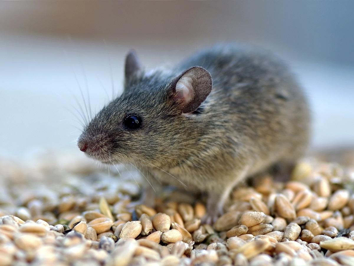 Как избавиться от мышей: 5 эффективных способов