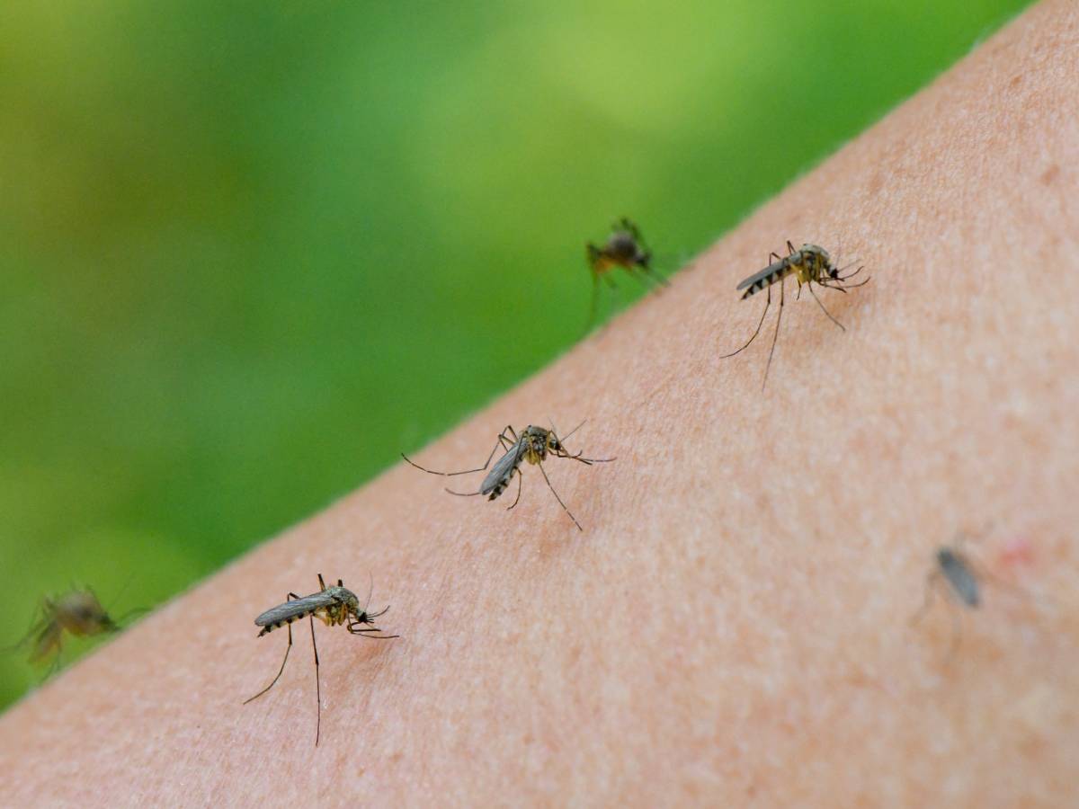 Комары улетят без оглядки: достаточно нанести это копеечное средство на кожу