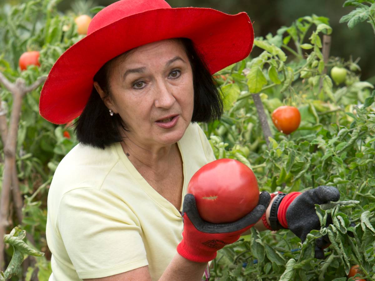 Никогда не выбрасывайте: полезное применение ботвы помидоров в хозяйстве