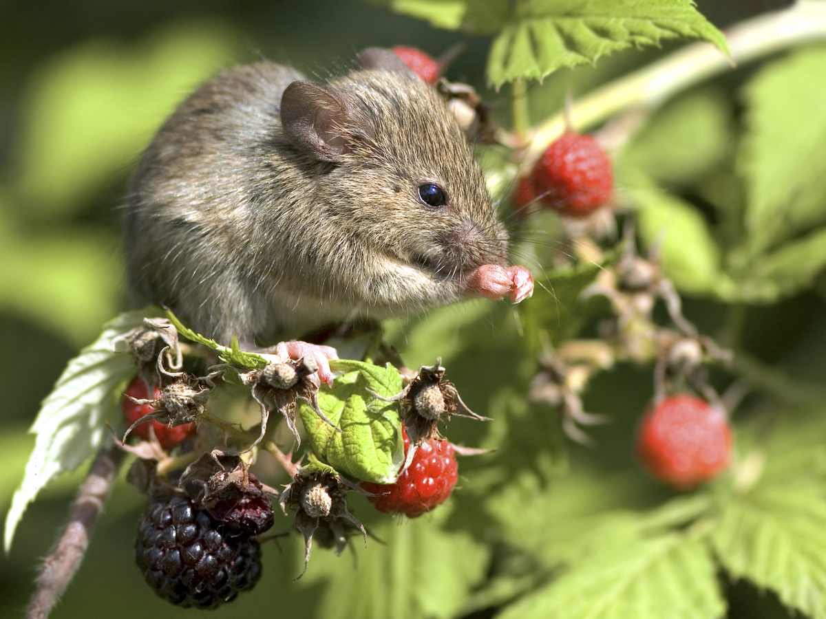 Ловушки не помогут: как защитить сад от крыс