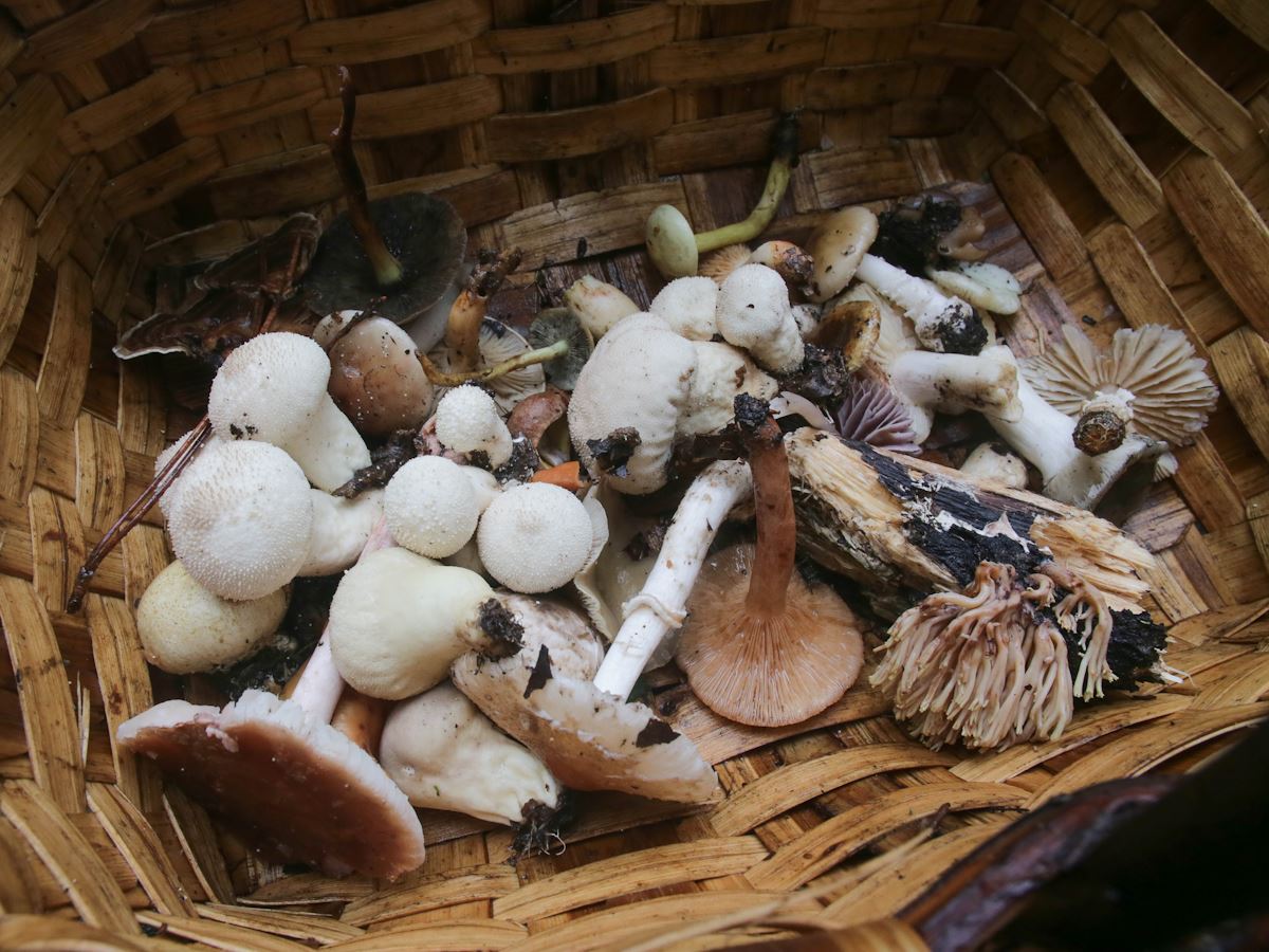 Какие грибы можно собирать в июле: в лесу их полно даже летом