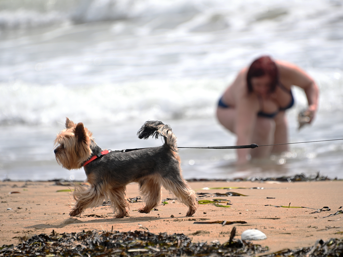 Будьте осторожны: стоит ли брать с собой на море собаку