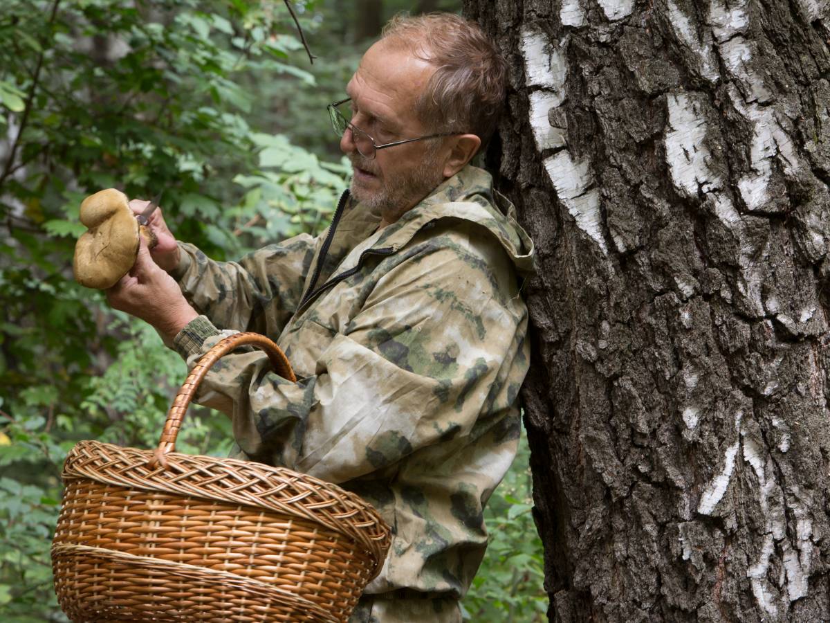 Яд для пенсионера: вот почему нельзя употреблять грибы после 50+ лет