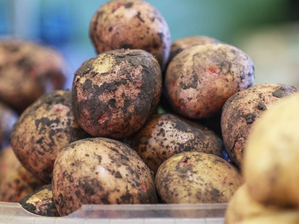 Будущее под вопросом: врач объяснила, чем грозит сгнившая картошка