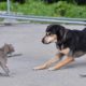Как пресечь конфликты между кошкой и собакой: попробуйте этот метод