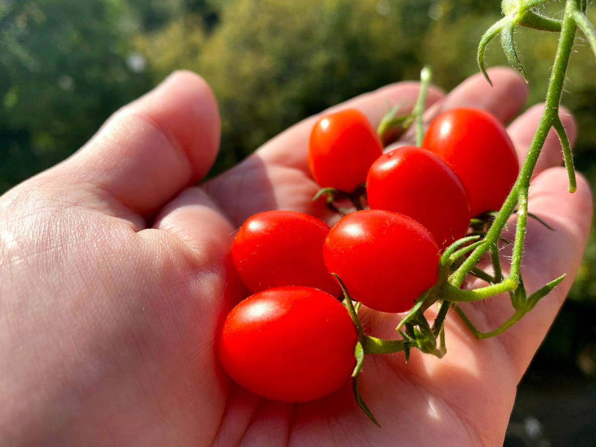 Заболевание почек, отеки и отравление: врач объяснил, кому противопоказаны помидоры