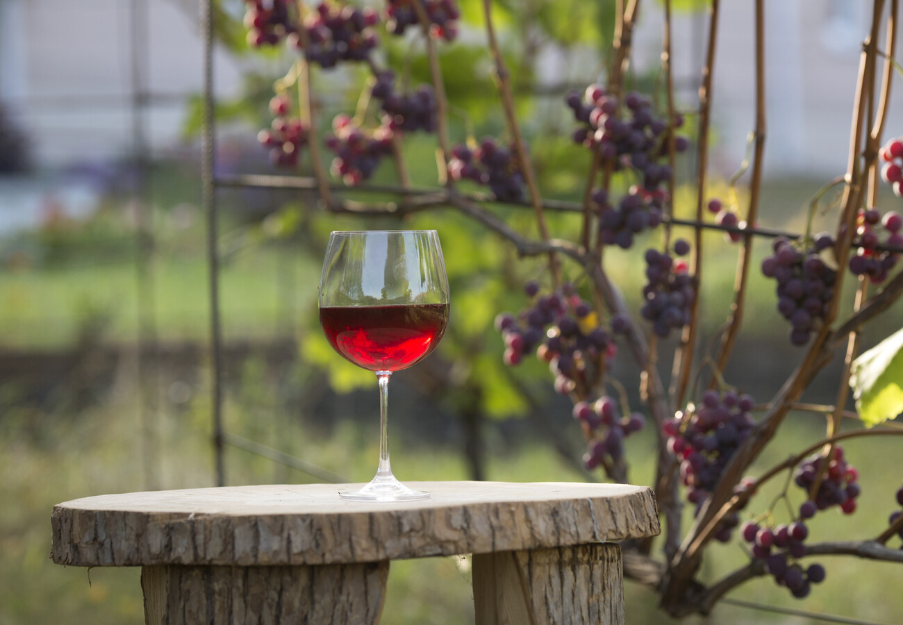 Приятно и полезно: врач рассказала, почему необходимо пить красное вино