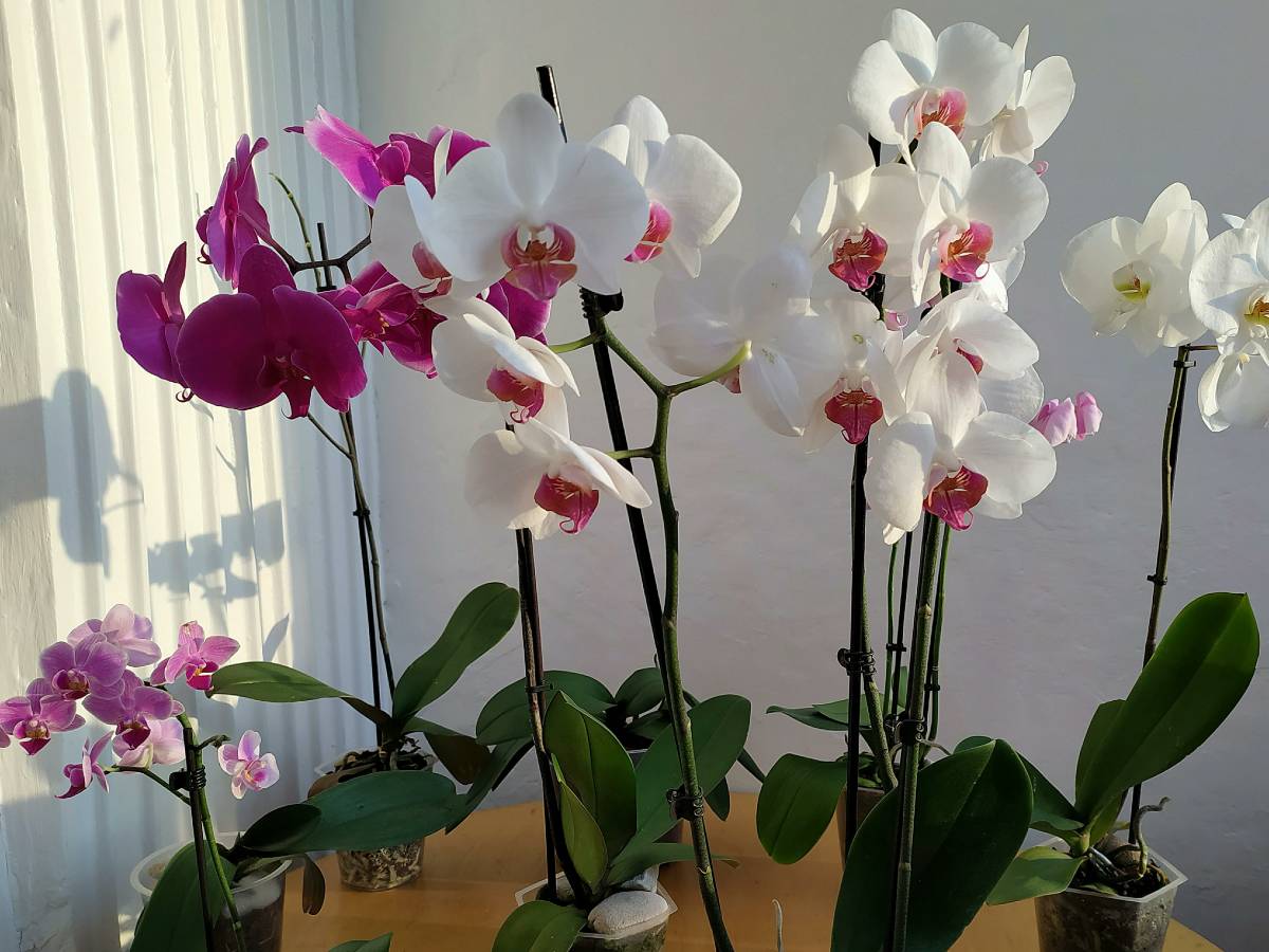 Как спасти орхидею от увядания: первая помощь в экстренной ситуации