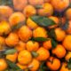 Без гнили и пятнышек: вот как сохранить мандарины свежими после Нового года